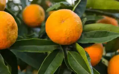 La clémentine de Corse : une variété idéale pour le confisage